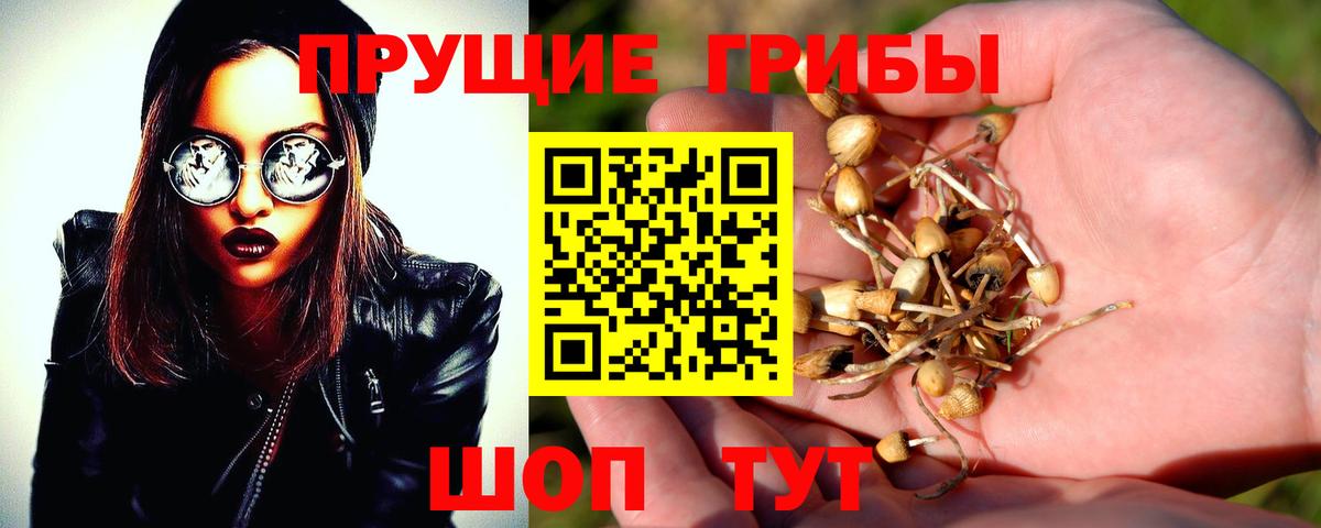 Псилоцибиновые грибы GOLDEN TEACHER Беслан